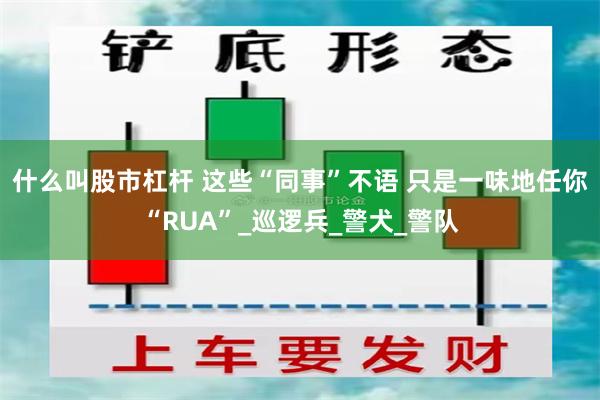 什么叫股市杠杆 这些“同事”不语 只是一味地任你“RUA”_巡逻兵_警犬_警队
